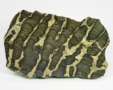 Stromatolite